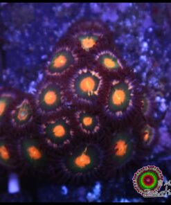 Zoas