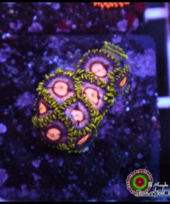 Zoas ultra