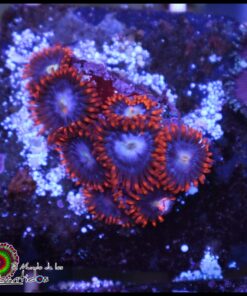 Zoas