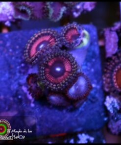 Combo zoas