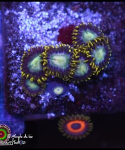 Zoas