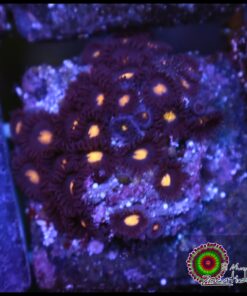 Pacman zoas
