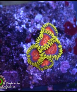 Spitfire zoas