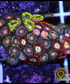 Combo zoas