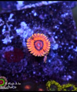 Burning ember zoas