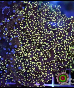 Frogspawn yellow