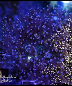 Frogspawn blue