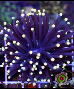 Black yellow tips torch