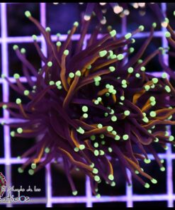 Jester torch 2 cabezas unidas