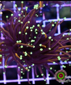 Jester torch 2 cabezas unidas