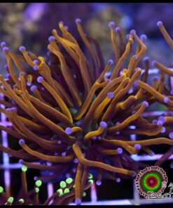 Gold torch 2 cabezas unidas