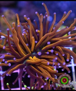 Gold torch 2 cabezas unidas