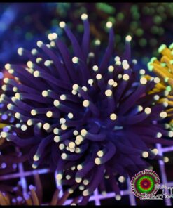 Black yellow tips torch 2 cabezas unidas