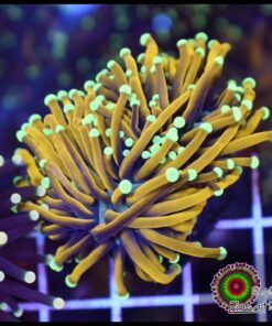 24K Torch 2 cabezas unidas