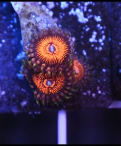 Nightcrawler zoas