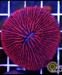 Red fungia