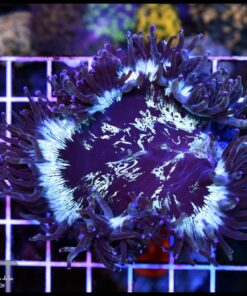 Blue elegance culturado