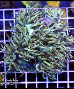 Purple tips elegance culturado