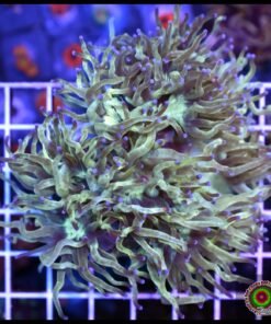 Purple tips elegance culturado