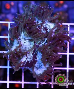 Blue elegance culturado