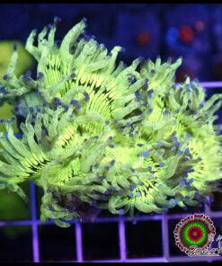 Blue elegance culturado