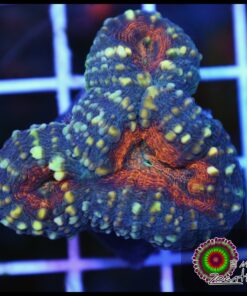 Orange lobophyllia