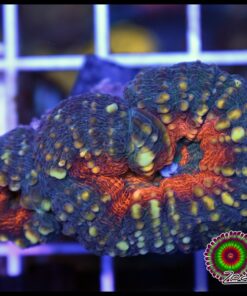 Orange lobophyllia