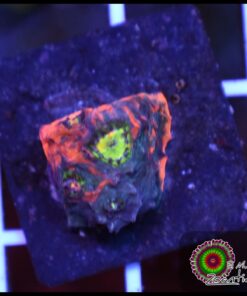 Grafted bubble gum chalice