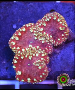 Blastomussa wellsi ultra