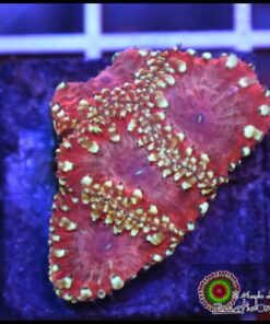 Blastomussa wellsi ultra