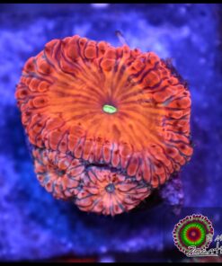 Ironman blastomussa wellsi