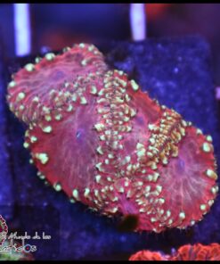 Blastomussa wellsi ultra