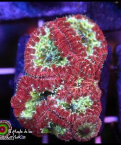 Blastomussa wellsi glitter