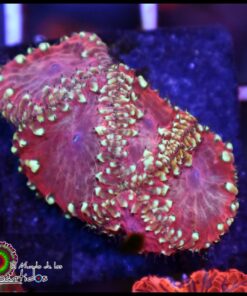 Blastomussa wellsi ultra