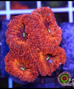 Ironman blastomussa wellsi