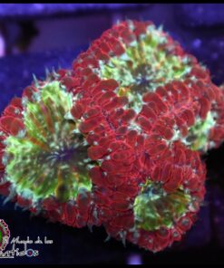 Blastomussa wellsi glitter