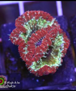 Blastomussa wellsi glitter