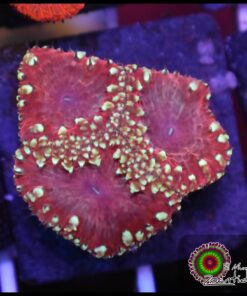 Blastomussa wellsi ultra