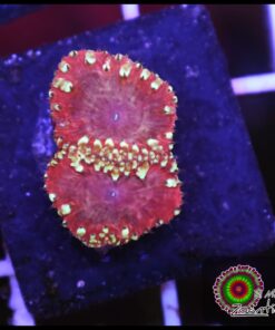 Blastomussa wellsi ultra