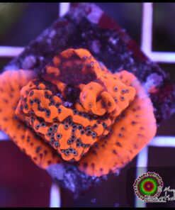 Dragon fruit montipora