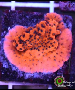 Dragon fruit montipora