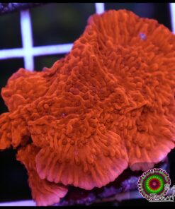 Montipora capricornis