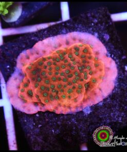 Tropic thunder montipora