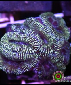 Acan glitter