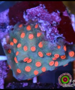 Meteor shower cyphastrea