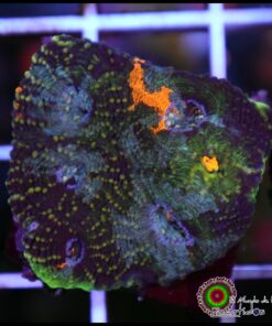 Acan echinata