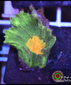 Spacew invader pectinia