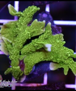 Green montipora
