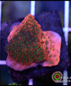 Tropic thunder montipora