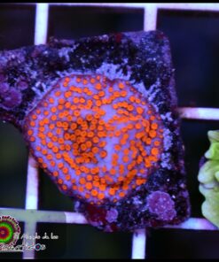 Superman montipora